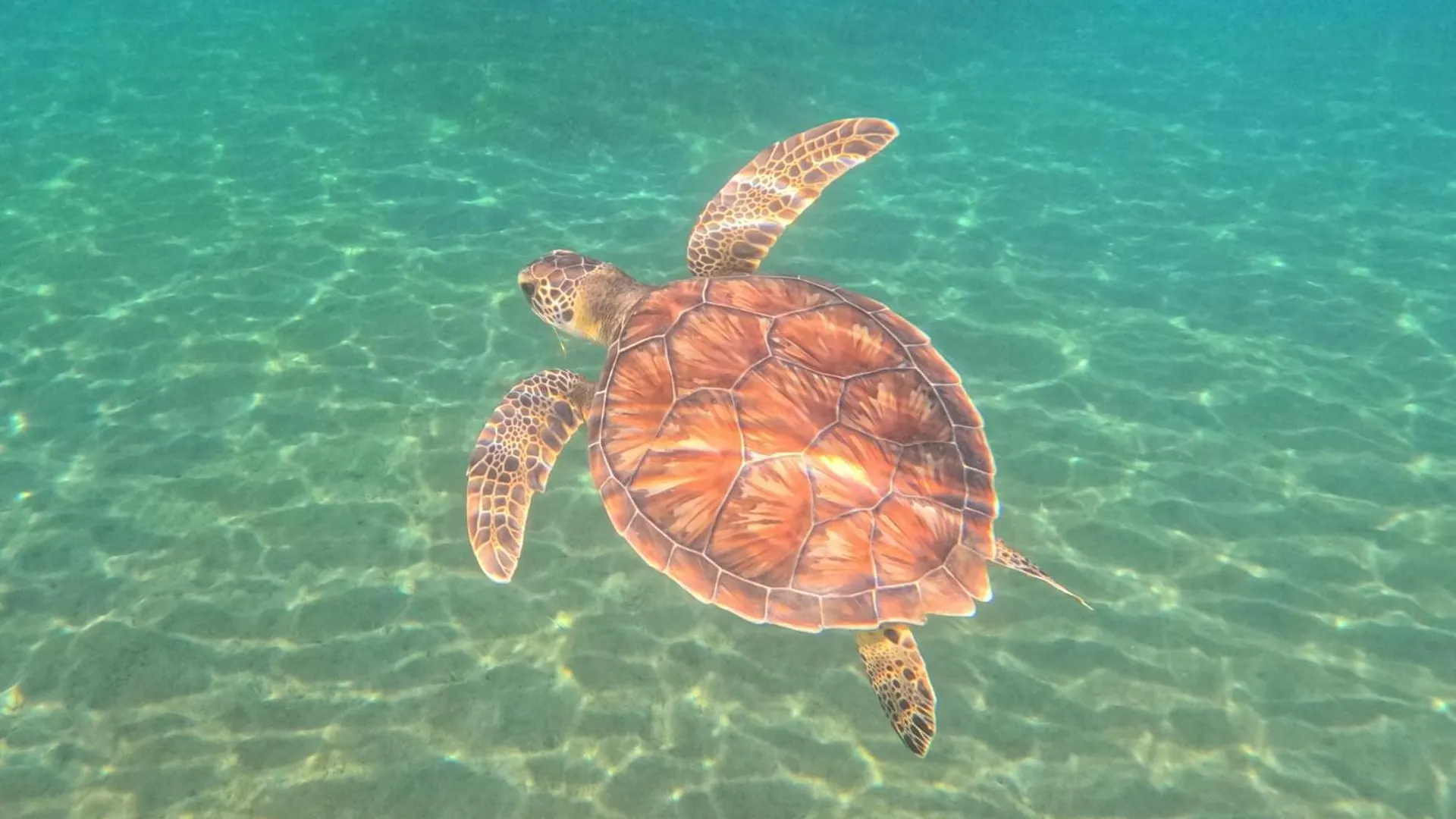 La Plage Martinique 舍尔谢 0*,